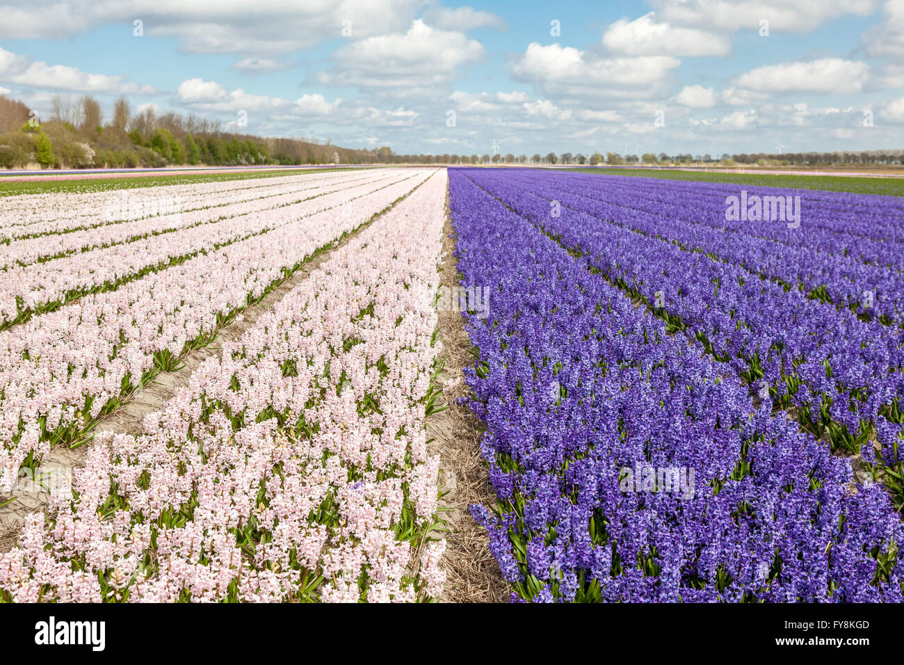 these fields with hyacinths in Amsterdam Stock Photo - Alamy