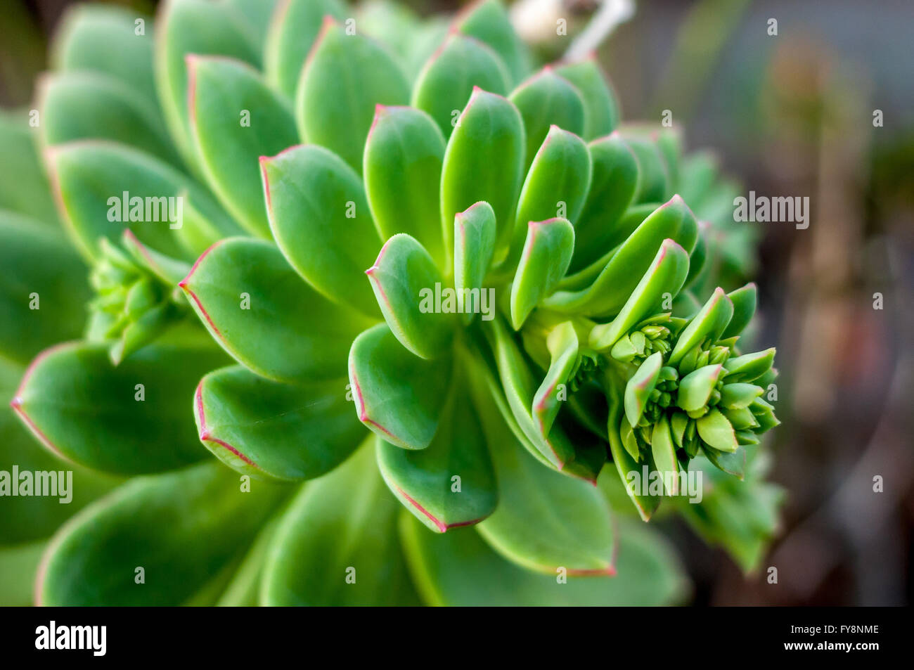 Macro botanical abstract of pink-edged aeonium rosette side view w/ spiraling leaves, a succulent for a drought tolerant garden. Stock Photo