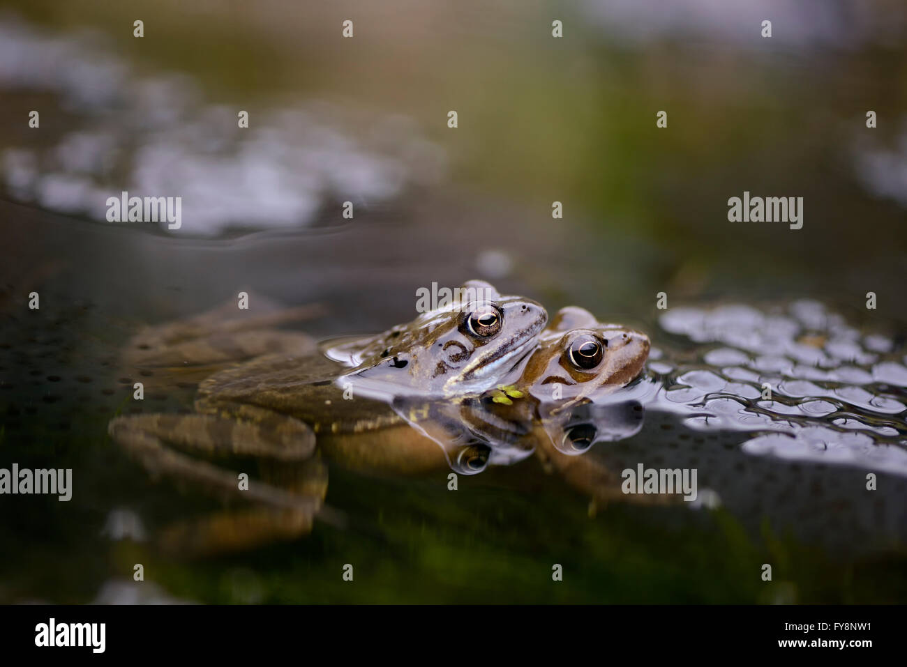 Common frogs mating in water Stock Photo Alamy