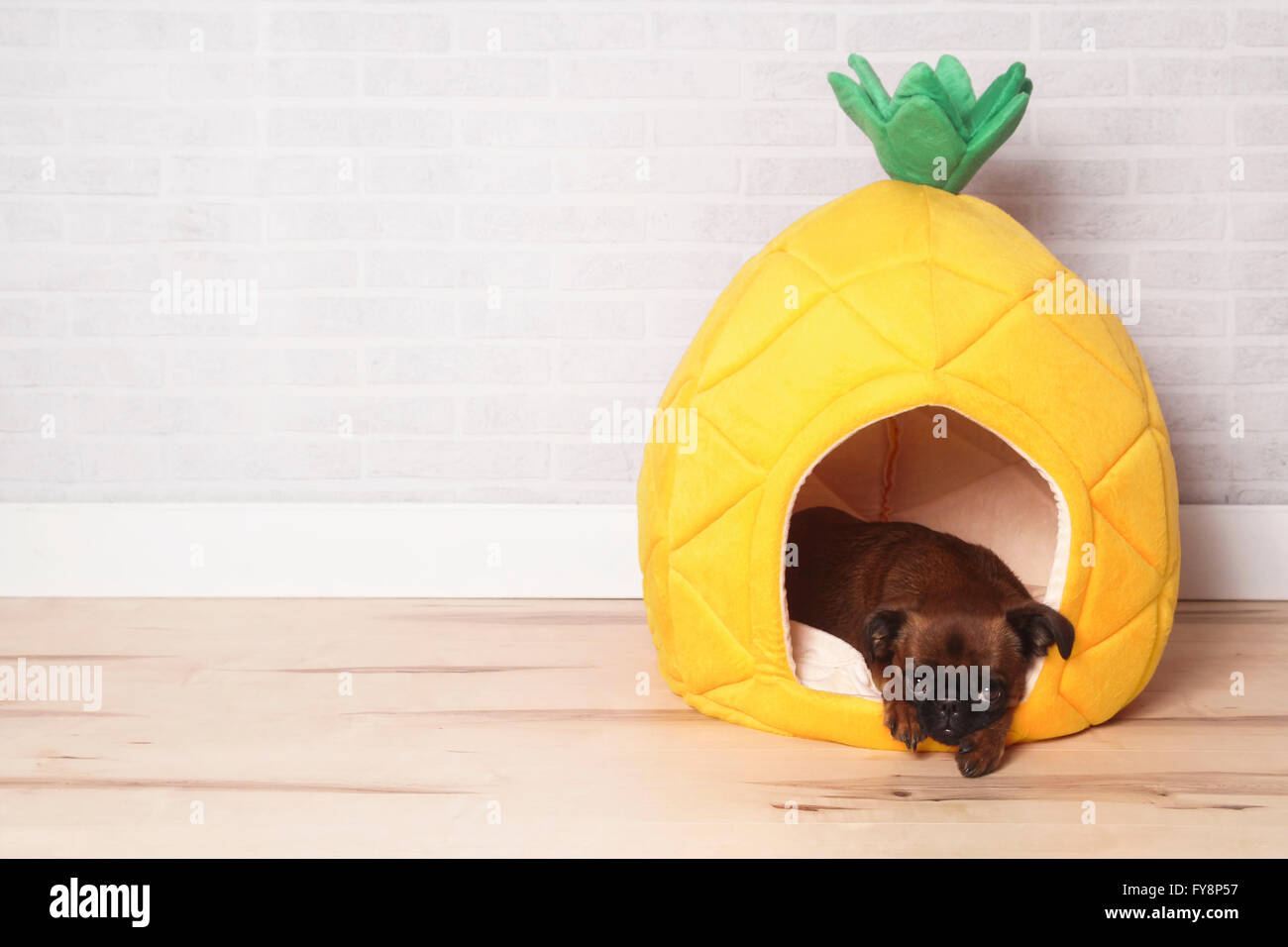 Petit Brabancon lying in his bed shaped like pineapple Stock Photo