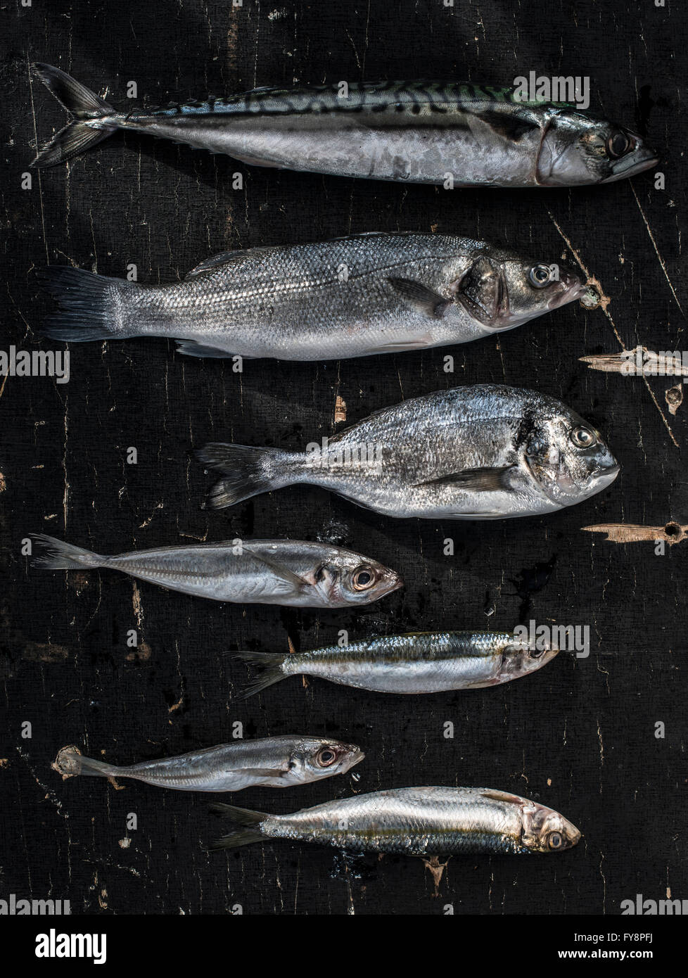 Raw fish, sea bream, sea bass, mackerel and sardines Stock Photo Alamy