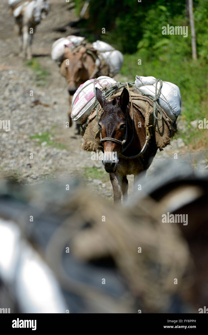 Colombia, heavy loaded mules Stock Photo