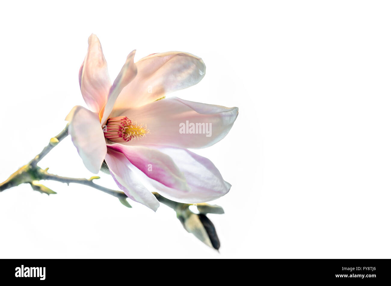 Magnolia blossom in front of white background Stock Photo - Alamy