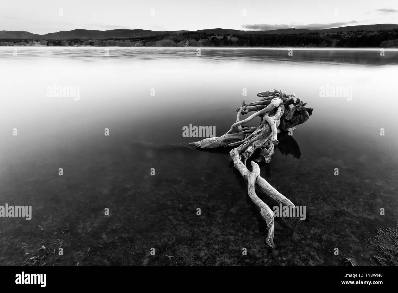 Spain, Soria, root in water of reservoir of La Cuerd la del Pozo Stock Photo