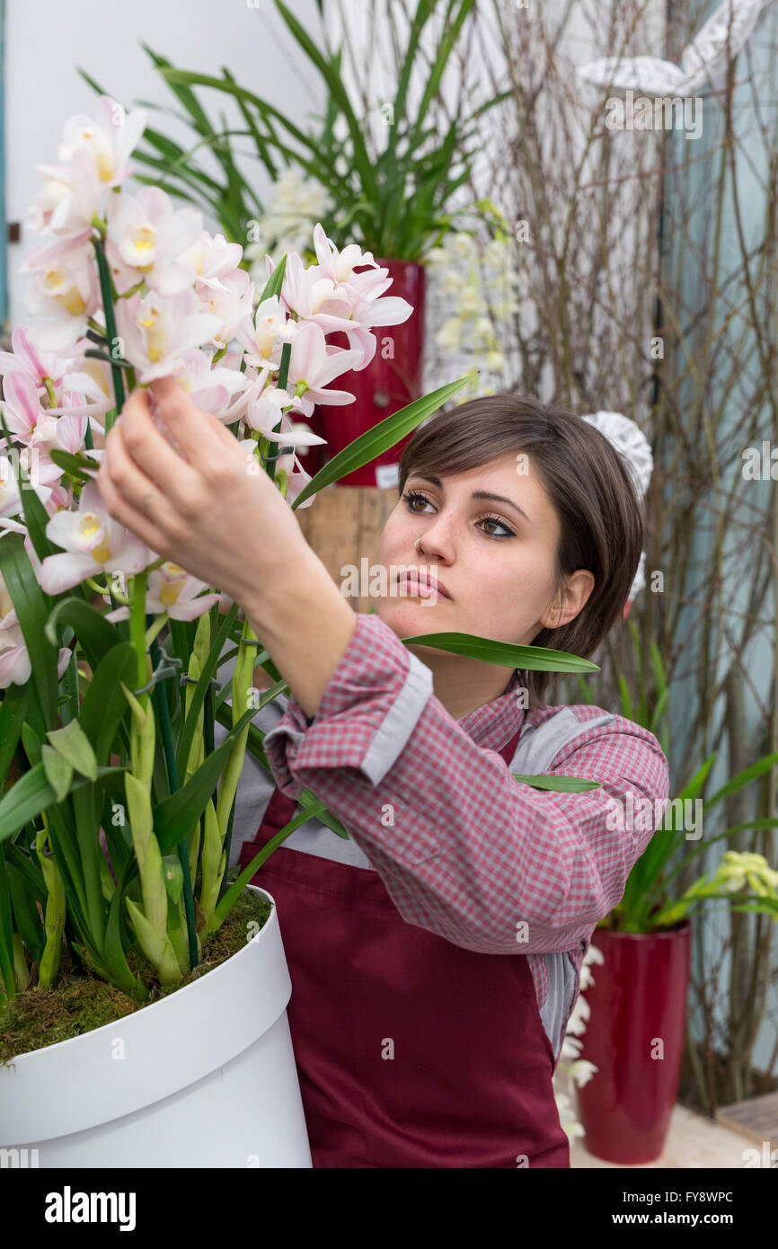 Young female gardener working in greenhouse Stock Photo - Alamy