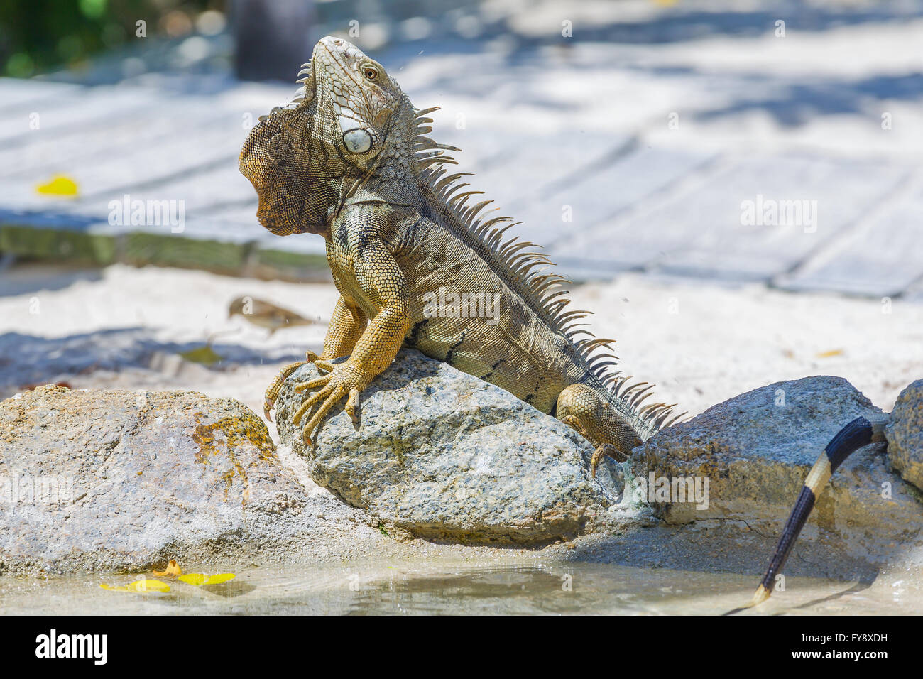 Iguana in Aruba beach. Stock Photo