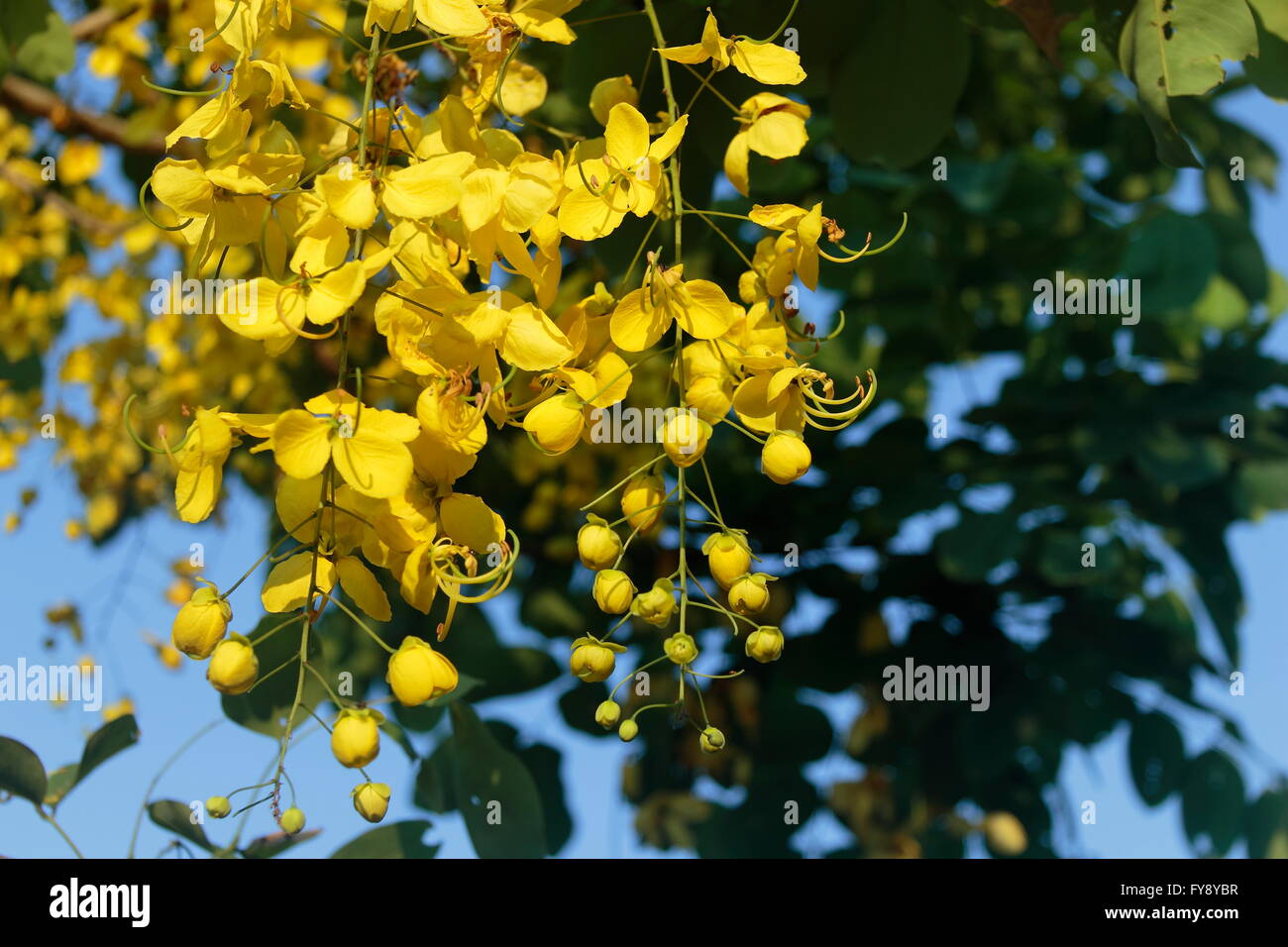 Flowering ratchaphruek Thailand national flower Stock Photo Alamy