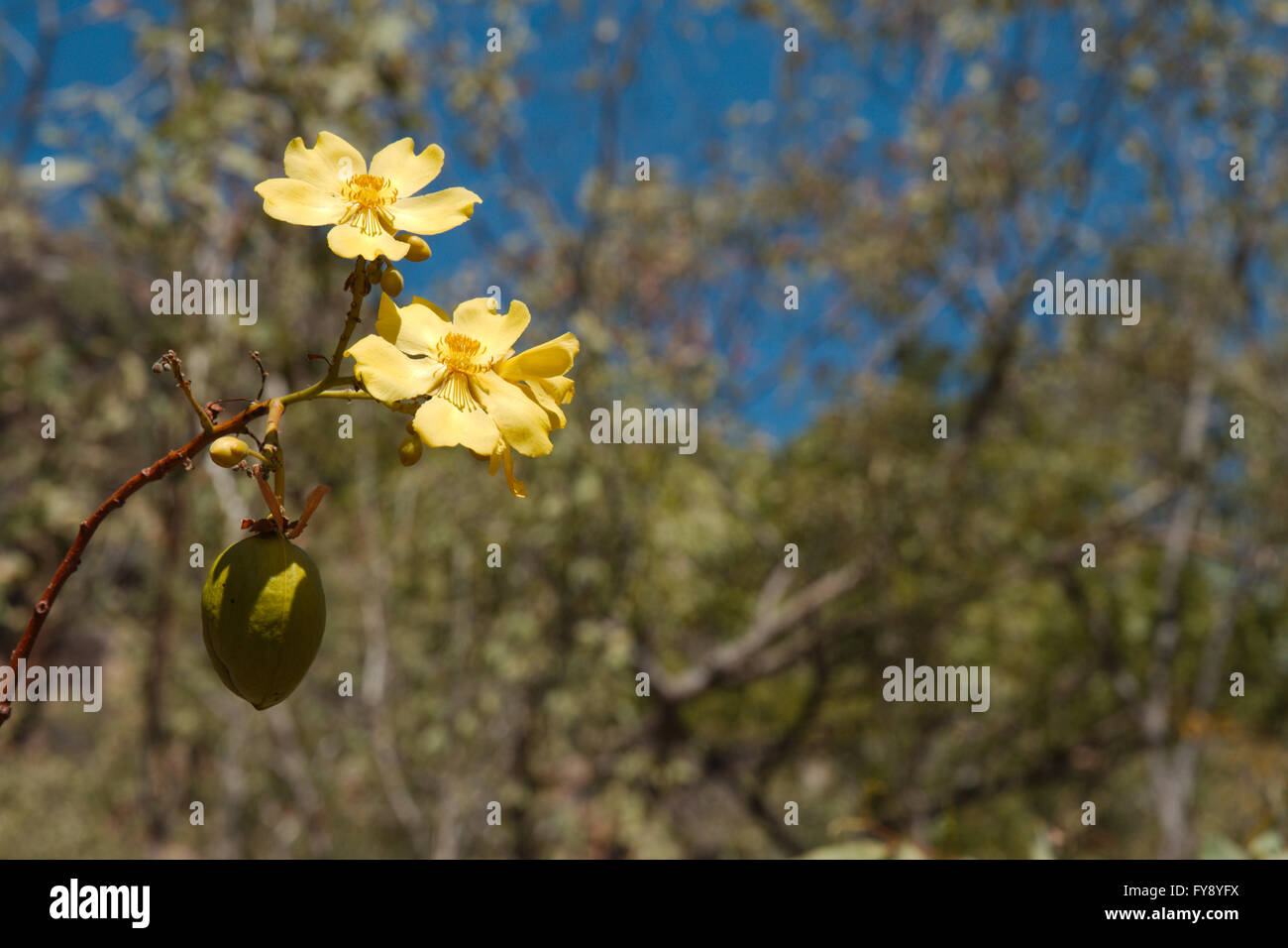 Flower and fruit of a kapok bush Stock Photo