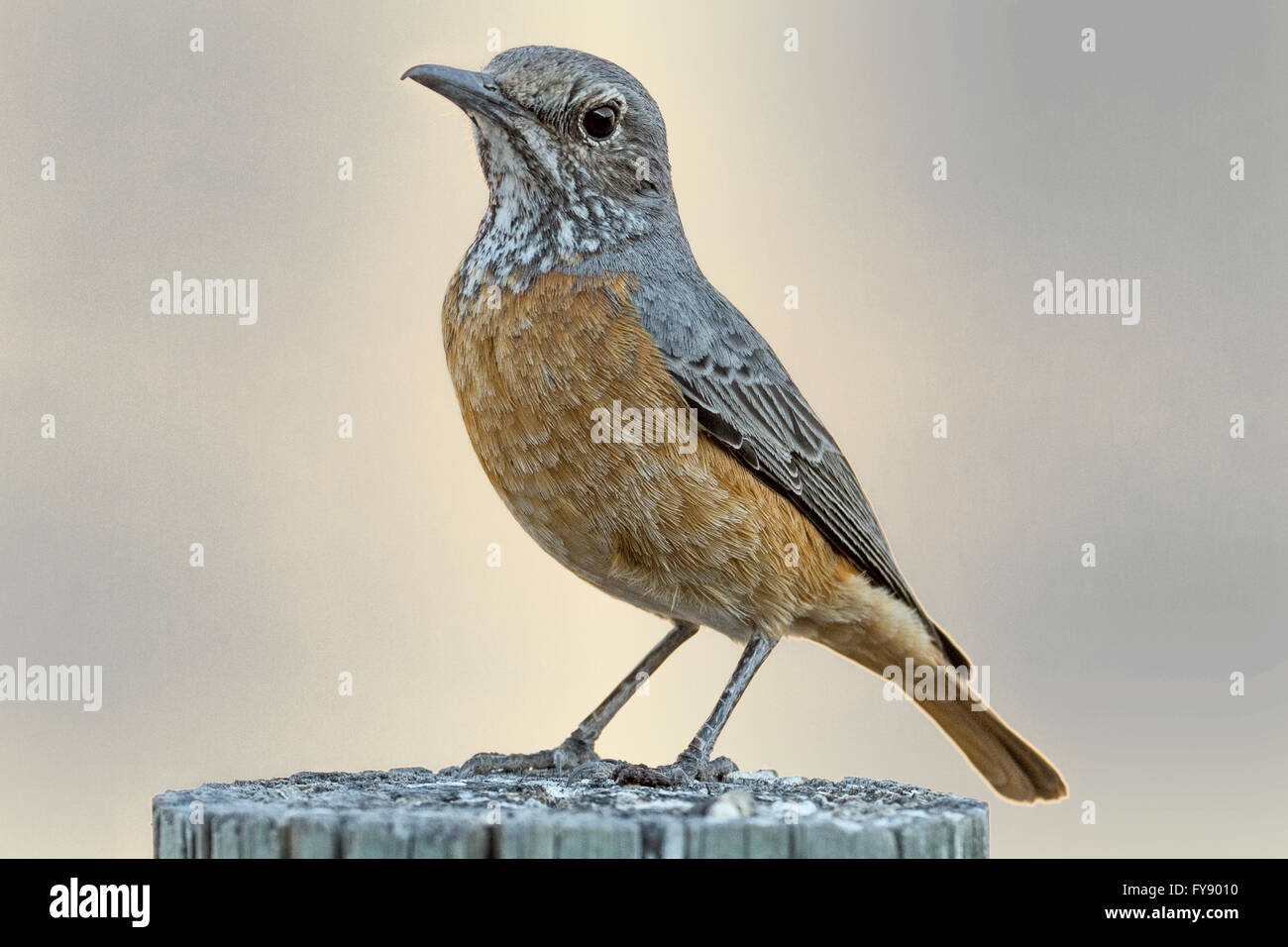 Female, Short-toed Rock Thrush, Monticola brevipes, Etosha National Park, Namibia Stock Photo