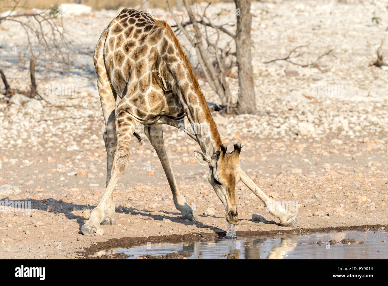 Angolan Giraffe, waterhole, Etosha National Park, Namibia Stock Photo