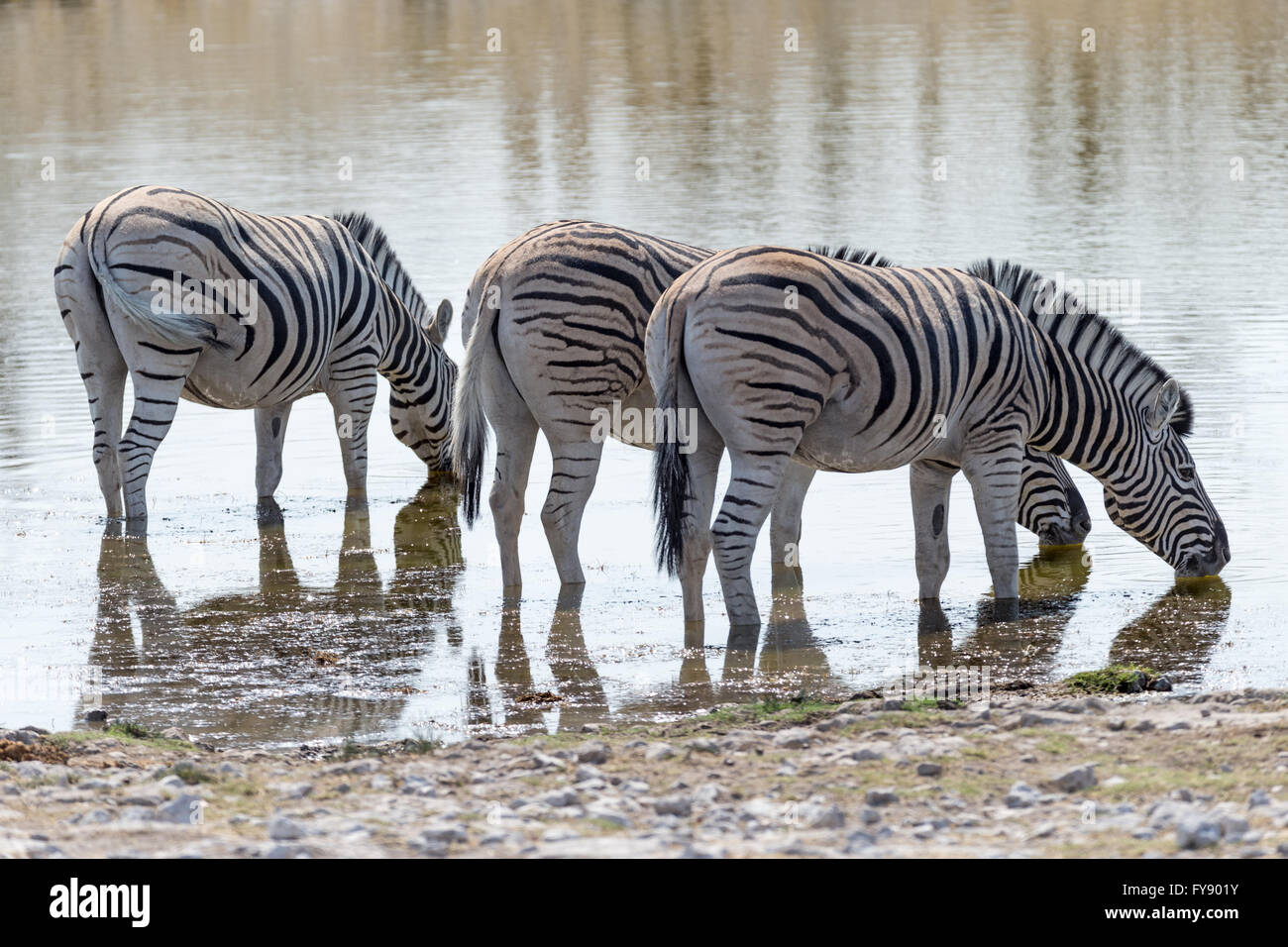 Plain's Zebra, Burchell's Race, drinking at waterhole, Etosha National Park, Namibia Stock Photo