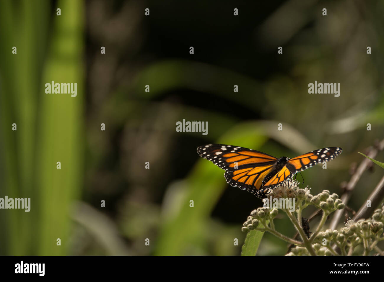 Orange Monarch Butterfly close up, Reserva Nacional Santa Elena, Costa Rica Stock Photo