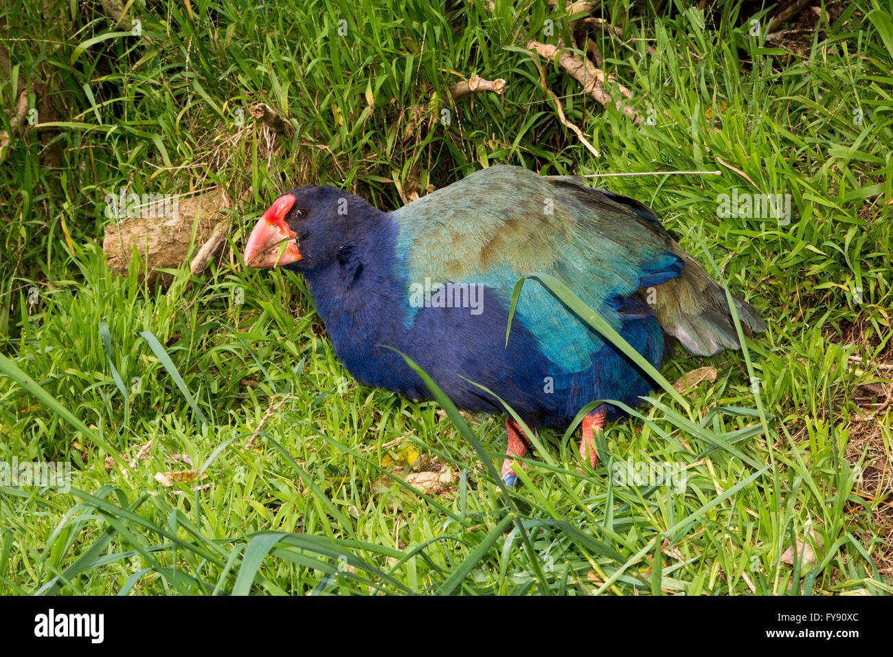 The takahe (Porphyrio hochstetteri) is a flightless but not wingless