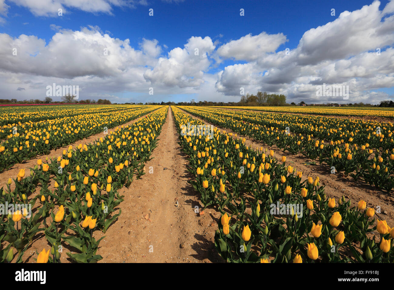 Near King's Lynn, Norfolk, England, UK. 23rd April 2016. Bright colour