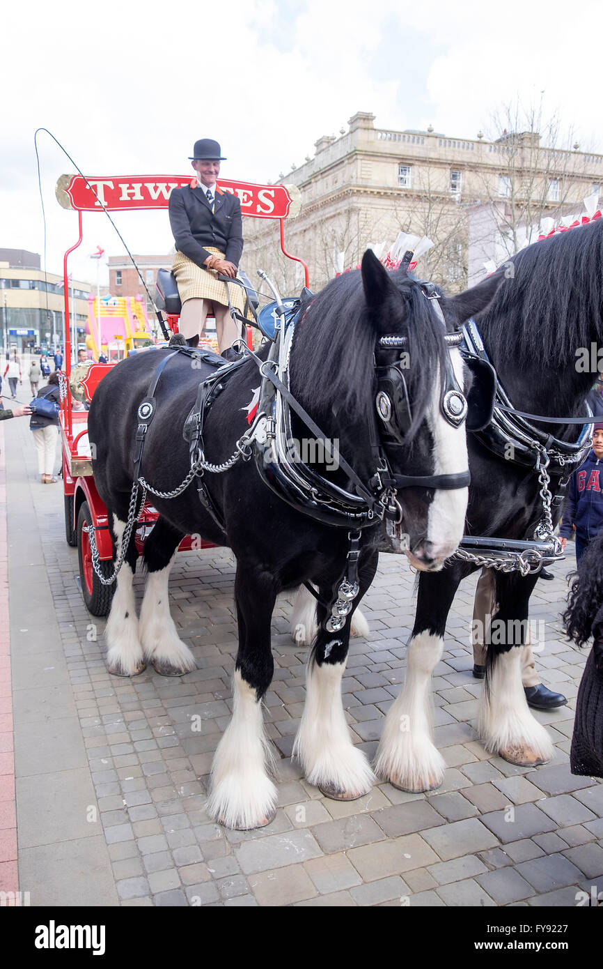 Blackburn, Uk. 23rdt Apr, 2016. Thwaites Brewery bring out the heavy horses  for the St Georges Day celebrations in Blackburn uk. Credit: Neil Porter /  Alamy Live News Stock Photo - Alamy