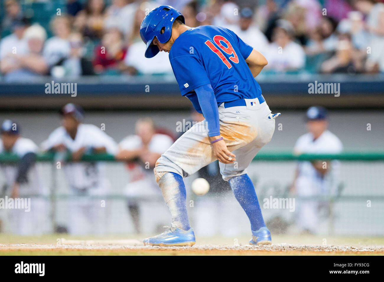 Iowa cubs hi-res stock photography and images - Alamy