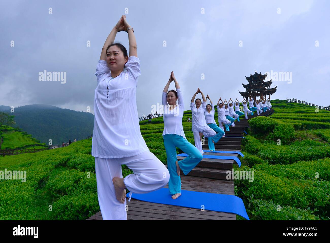 Enshi, China's Hubei Province. 24th Apr, 2016. Yoga practitioners perform at a tea garden in Wujiatai Village of Xuanen County, central China's Hubei Province, April 24, 2016. Credit:  Song Wen/Xinhua/Alamy Live News Stock Photo