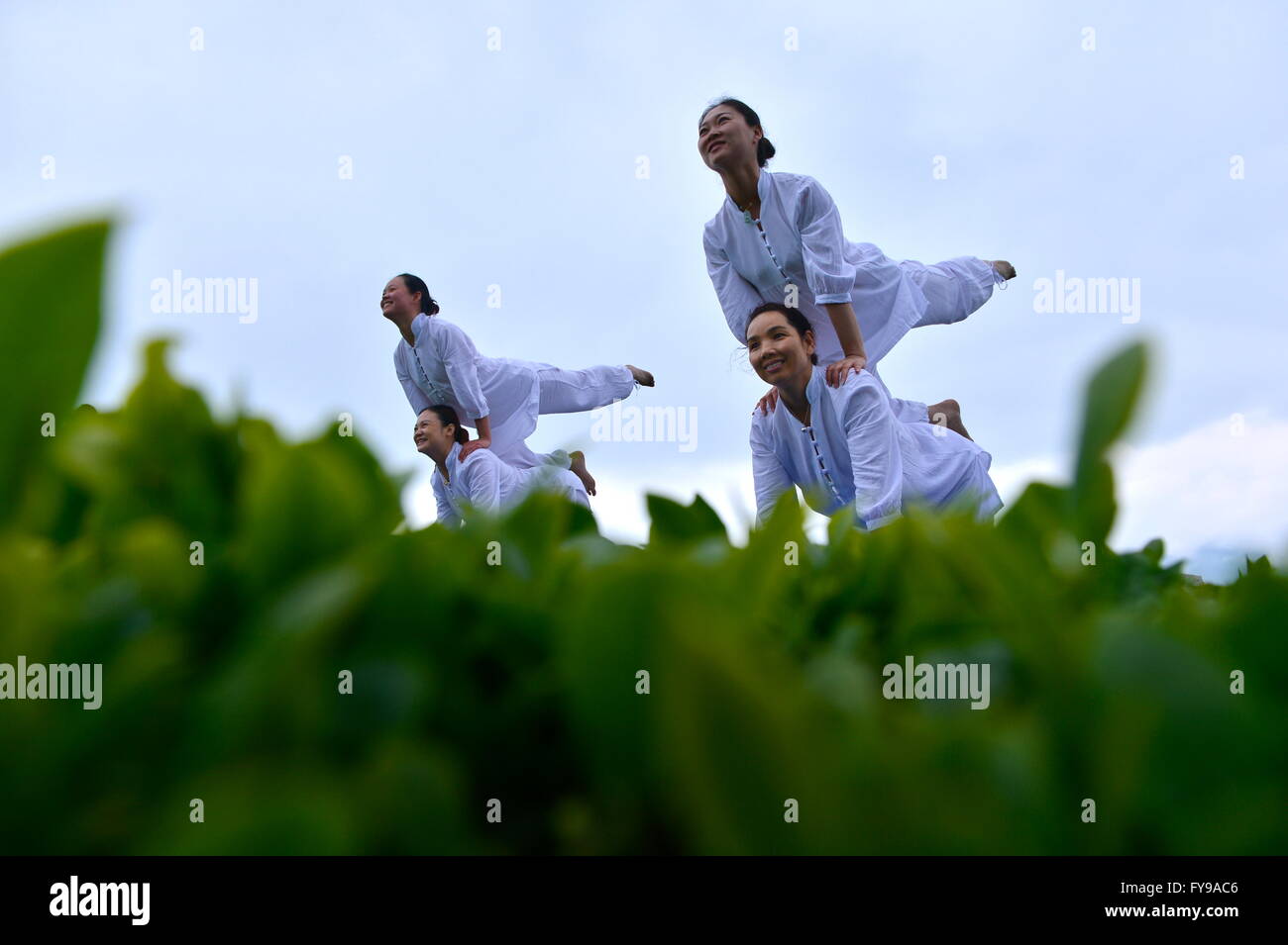 Enshi, China's Hubei Province. 24th Apr, 2016. Yoga practitioners perform at a tea garden in Wujiatai Village of Xuanen County, central China's Hubei Province, April 24, 2016. Credit:  Song Wen/Xinhua/Alamy Live News Stock Photo