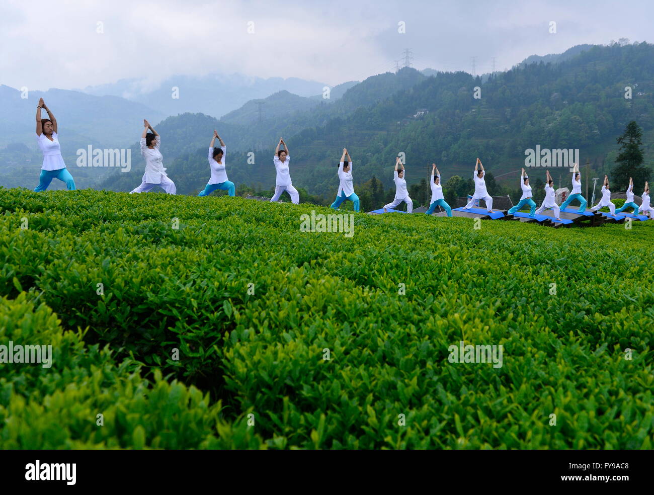 Enshi, China's Hubei Province. 24th Apr, 2016. Yoga practitioners perform at a tea garden in Wujiatai Village of Xuanen County, central China's Hubei Province, April 24, 2016. Credit:  Song Wen/Xinhua/Alamy Live News Stock Photo