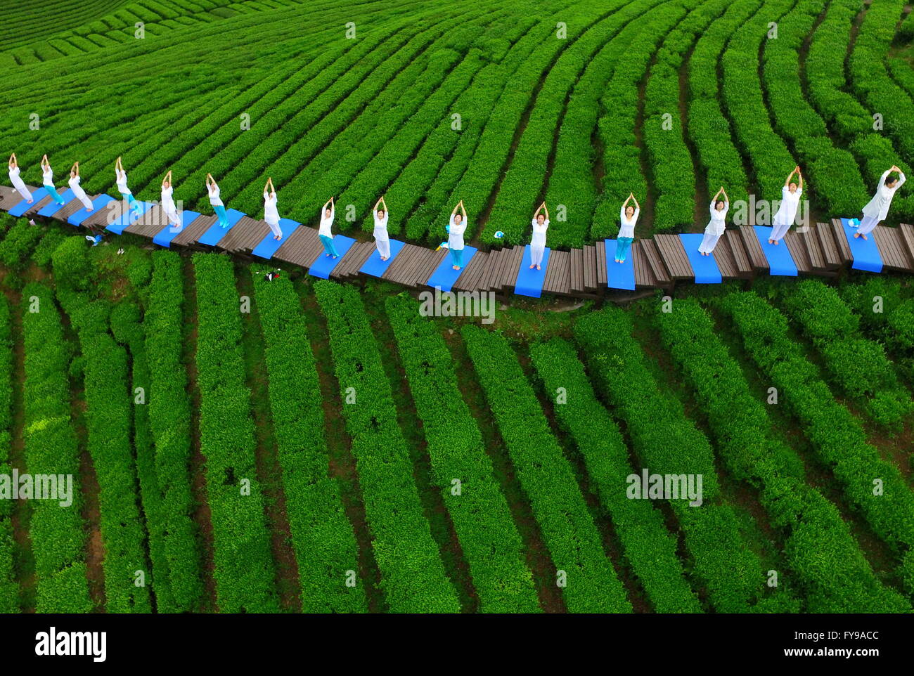 Enshi, China's Hubei Province. 24th Apr, 2016. Yoga practitioners perform at a tea garden in Wujiatai Village of Xuanen County, central China's Hubei Province, April 24, 2016. Credit:  Song Wen/Xinhua/Alamy Live News Stock Photo