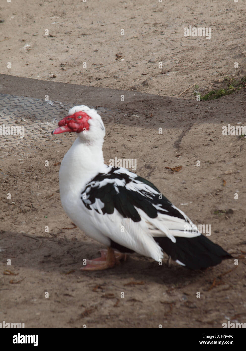 Ugly duck hi-res stock photography and images - Alamy