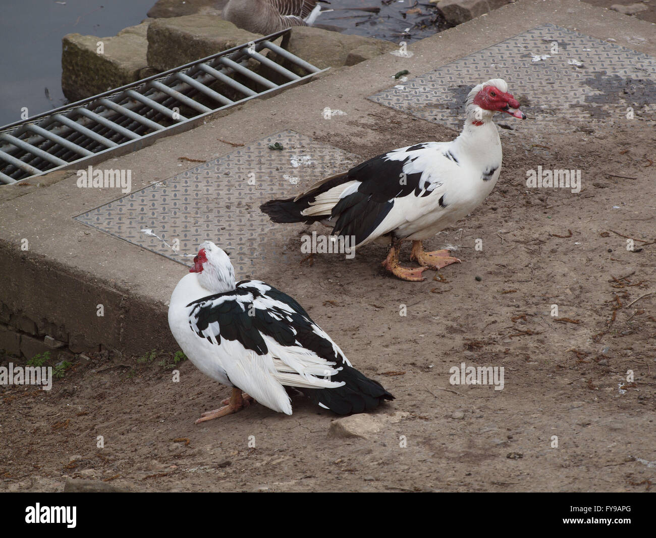 Muscovy duck ducks ugly duckling hi-res stock photography and images - Alamy