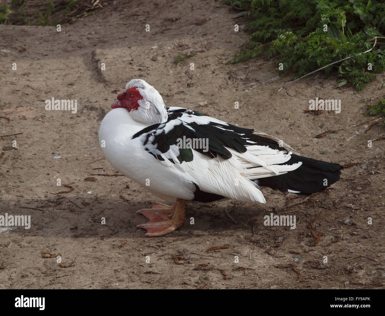 Newcastle Upon Tyne, 24th April 2016, Uk weather. A Muscovy Drake Duck (Ugly Duck), native to Mexico at Marden Quarry Nature Reserve on a cool and cloudy day in Whitley Bay. Credit:  james walsh/Alamy Live News Stock Photo