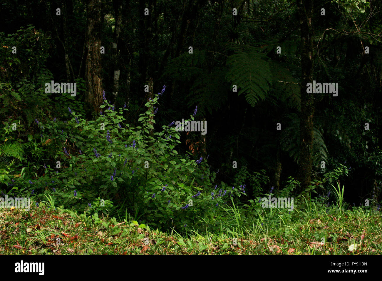 Grassy edge of a rain forest with blue wildflowers and tree fern by the Biotopo del Quetzal in Baja Verapaz, Guatemala. Stock Photo