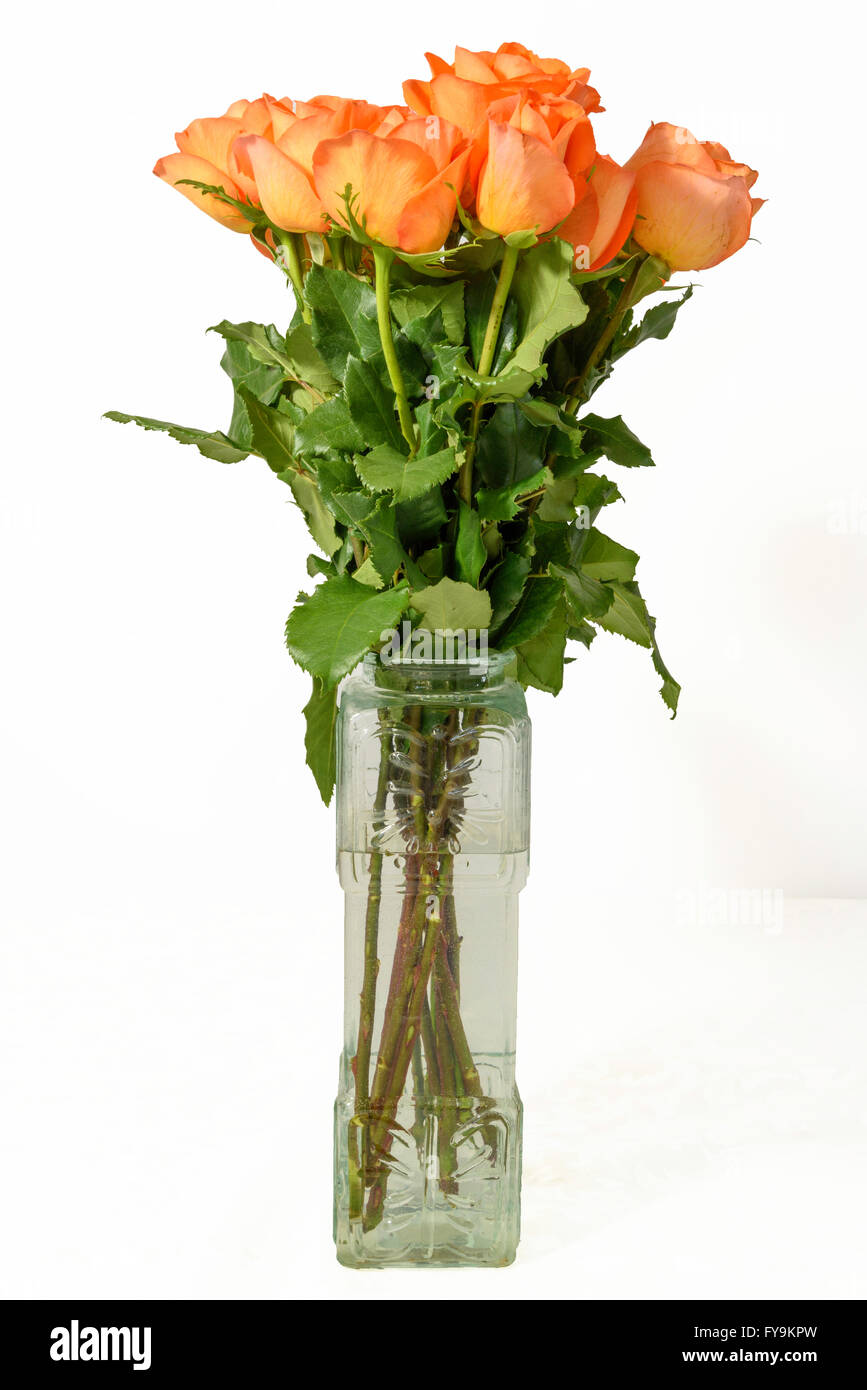Pale orange roses with long stems and leaves in clear vase against a pure white background. Stock Photo