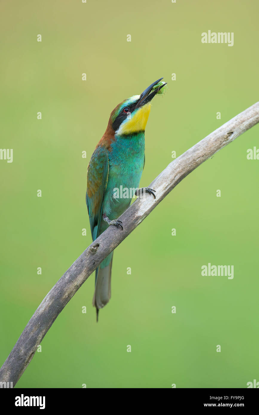 Bee-eater (also called merops apiaster) on a branch eating insects ...
