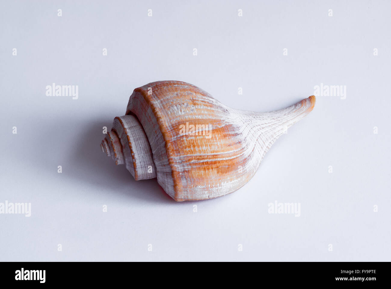Single white and orange spiral conch from side on white background, casting shadow. Stock Photo