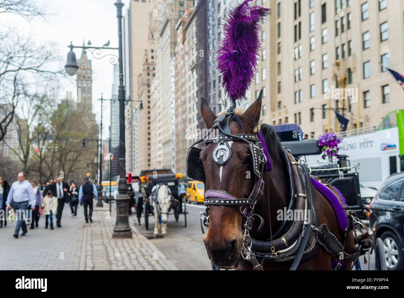 New York, NY - 31 March 2016 - Carriage horse with purple plume awaits