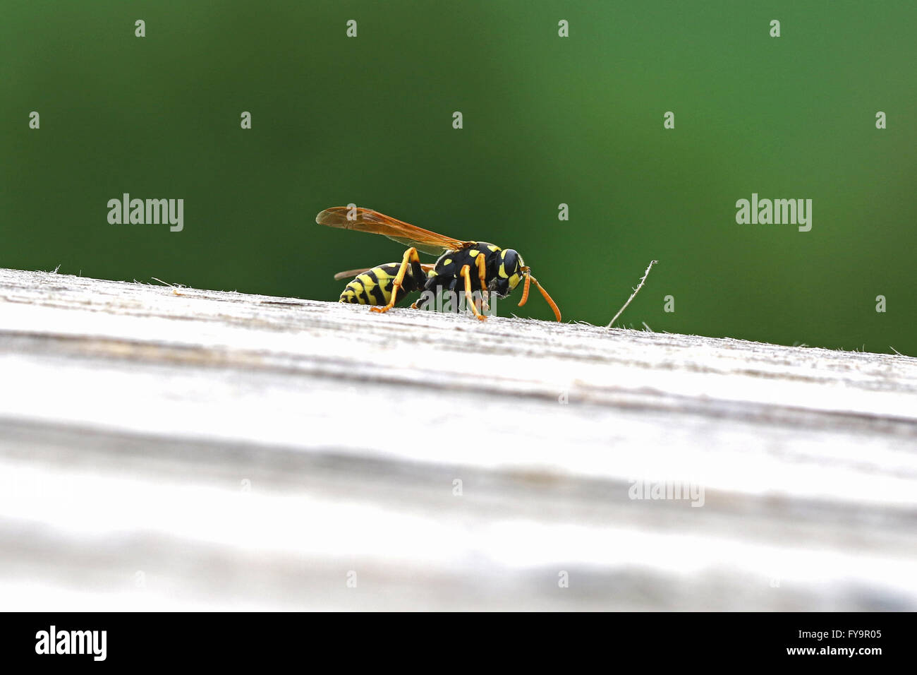 wasp eating wood and destroying garden furniture polistes gallicus