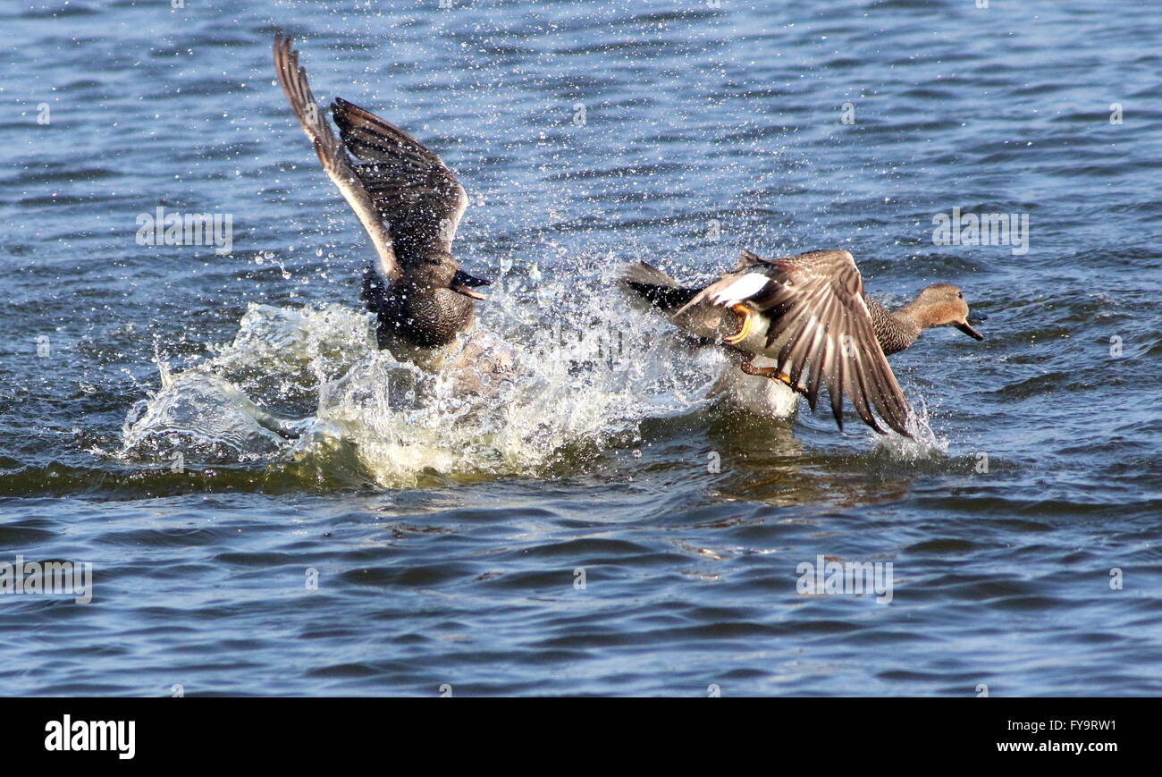 Two feisty male European Gadwall ducks (Anas strepera) fighting and chasing  each other in  a lake Stock Photo