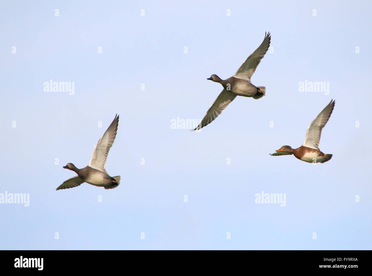 Three European Gadwall ducks (Anas strepera) in flight, a female and two males Stock Photo