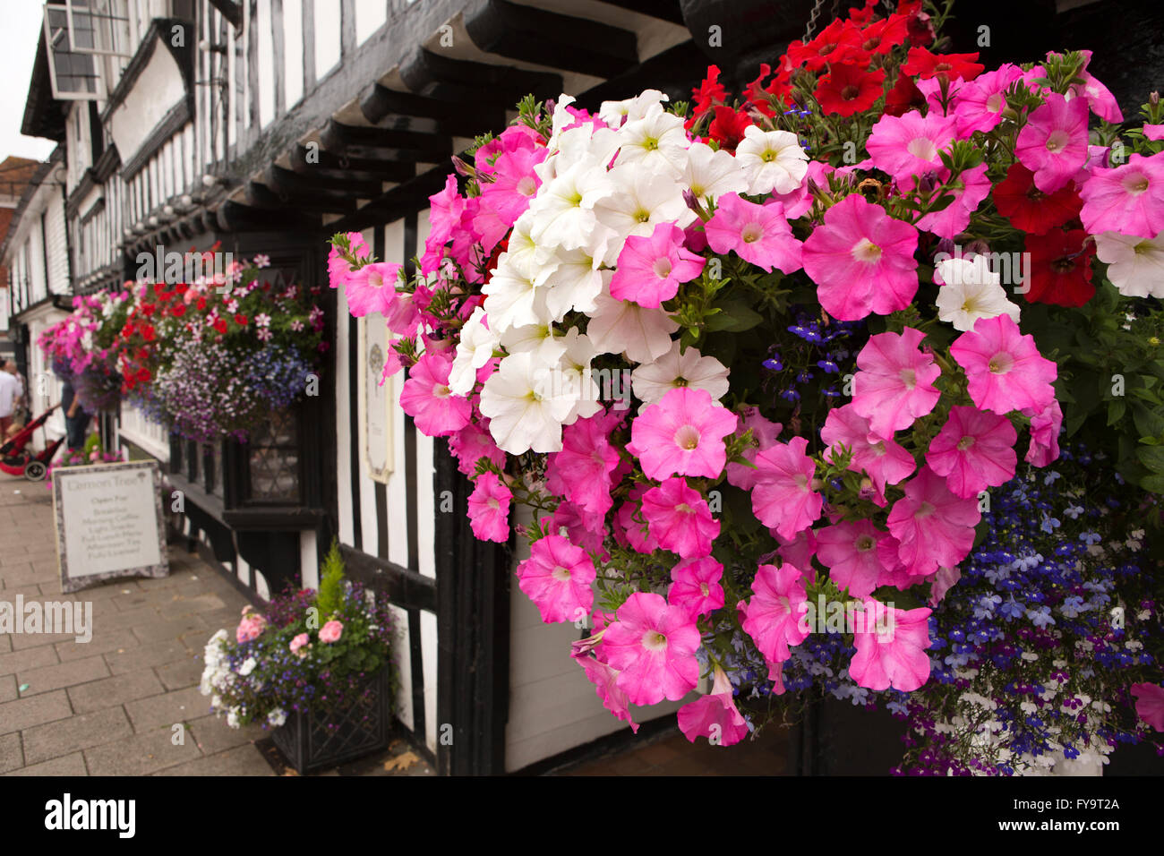UK, Kent, Tenterden, High Street, pink and white petunia flowers in hanging baskets outside Wealden Hall House, Stock Photo