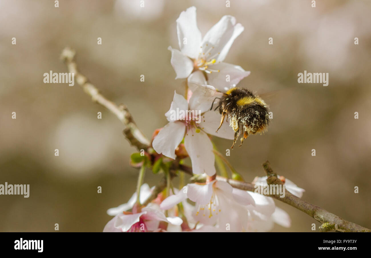 Early Bumblebee (Bombus pratorum) feeding on cherry blossom Stock Photo