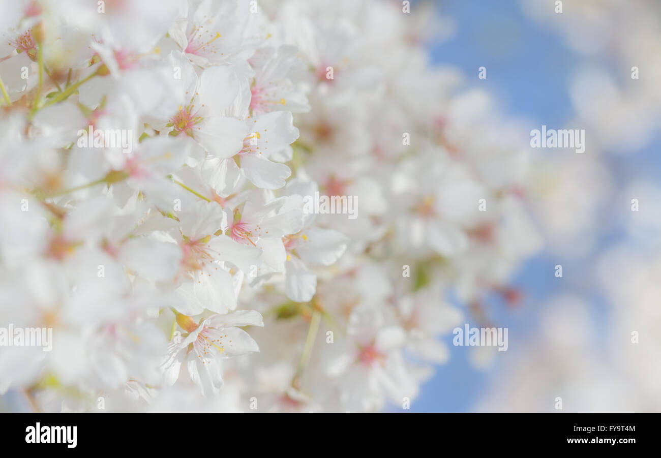 Pink cherry blossom on a spring day Stock Photo - Alamy