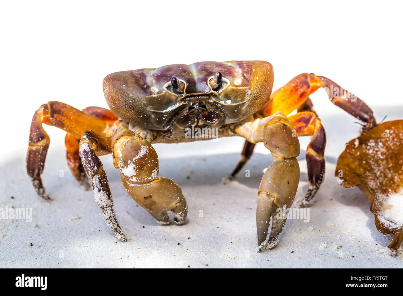 Hairy leg mountain crab, Tachai island, Phang Nga Province, Thailand Stock Photo