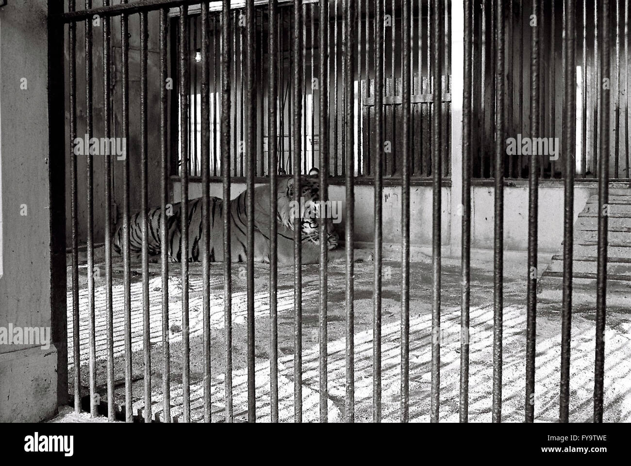 tiger enclosure Belle Vue zoo gorton manchester Stock Photo