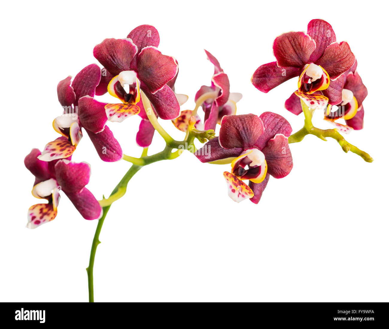 blossoming twig of beautiful dark purple with yellow spotty, orchid, phalaenopsis is isolated on white background, close up Stock Photo