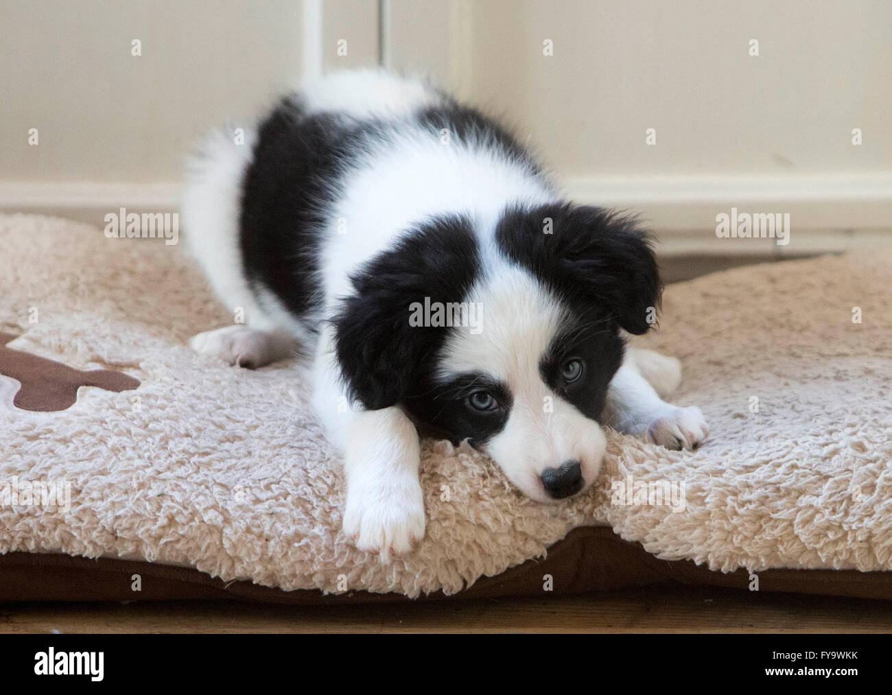 Border Collie Puppy looking cute Stock Photo