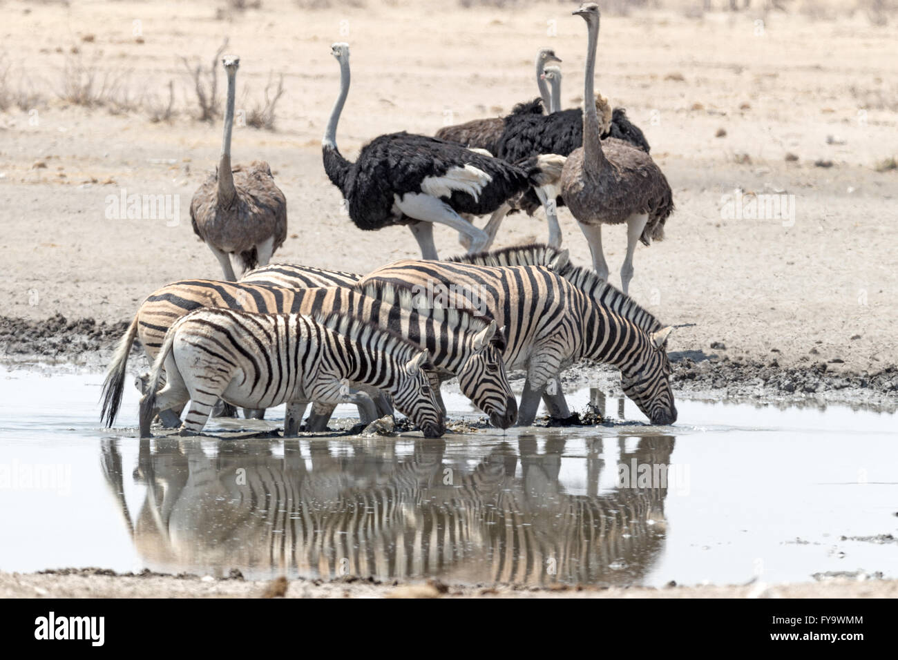 Plain's zebra (Burchell's race) & male (black) & female (brown) ostriches at a waterhole, Etosha National Park, Namibia Stock Photo