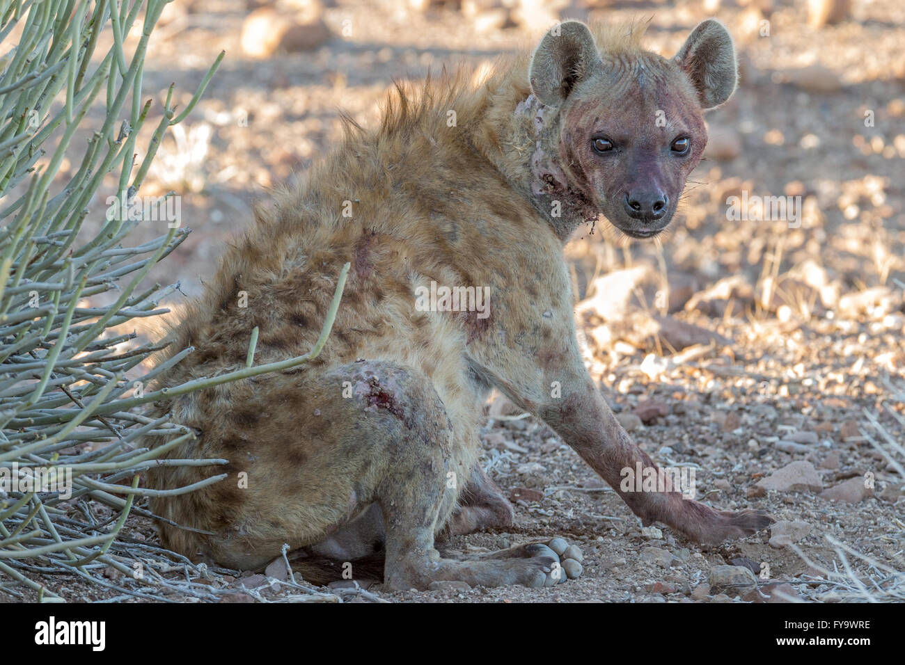Bloodied Spotted Hyena aka laughing hyena, post fight by Euphorbia Damaraland, Namibia Stock Photo