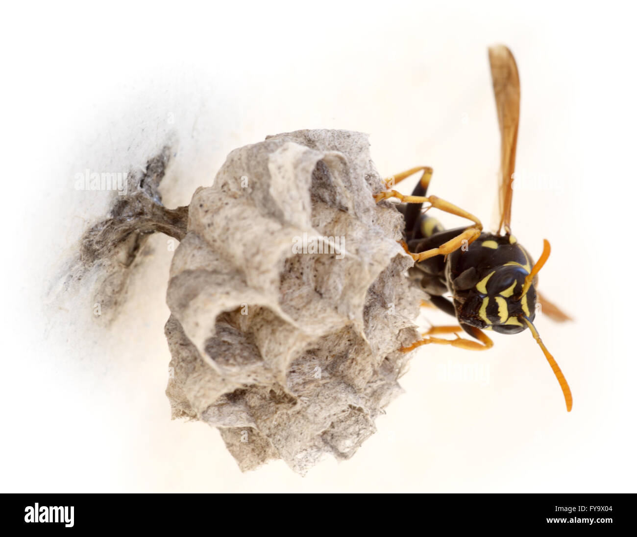 Young female European paper wasp queen, Polistes dominula, on her newly built nest in Crete, Greece Stock Photo