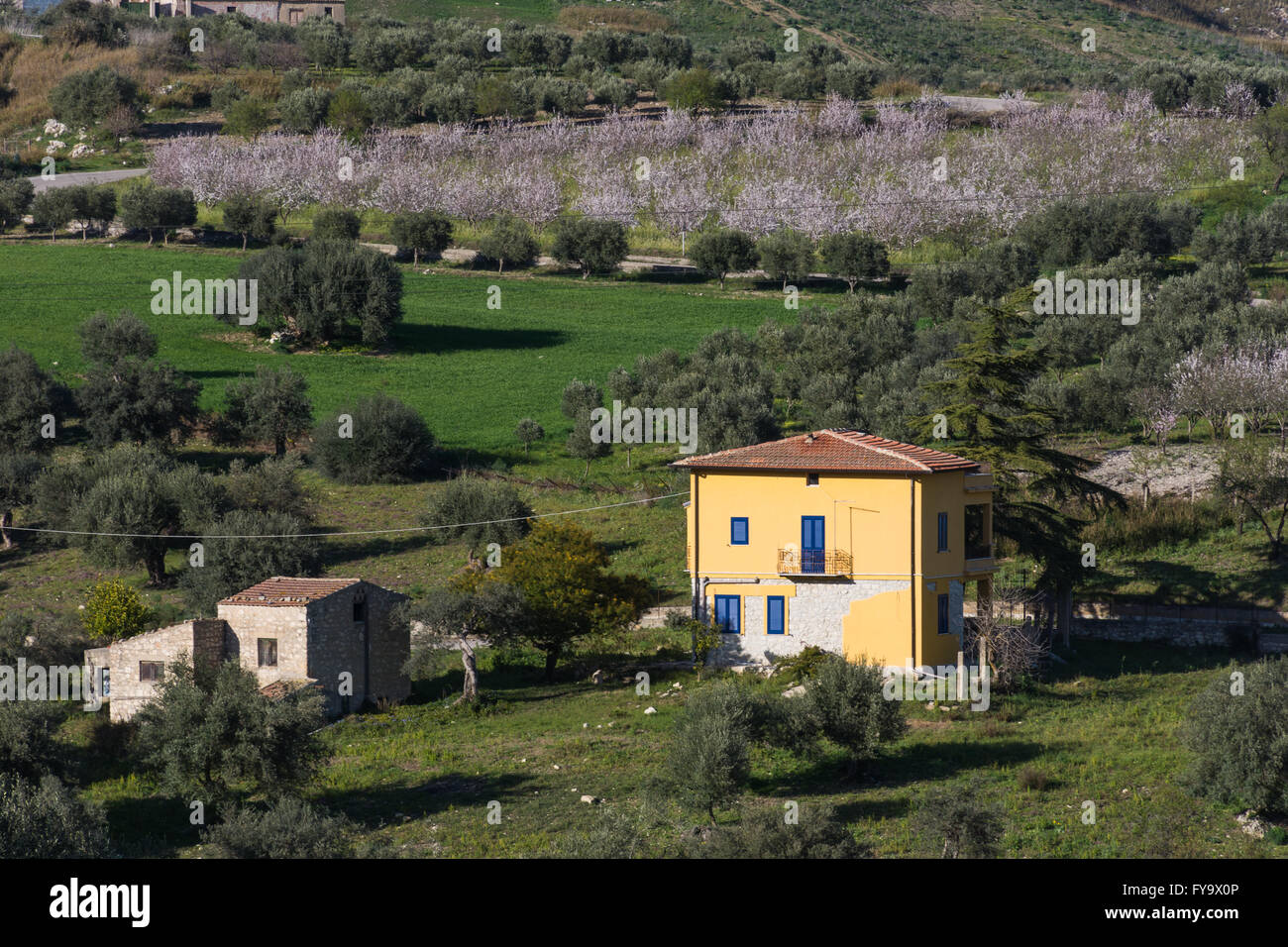 Sicilian landscape, with ancient and modern house, with olive and almond trees in bloom. Stock Photo