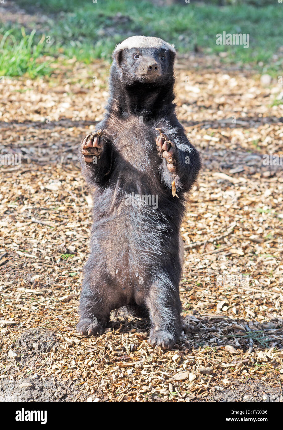 Honey Badger, Mellivora Capensis, Africa, Arabia, Zoo, Captive Stock