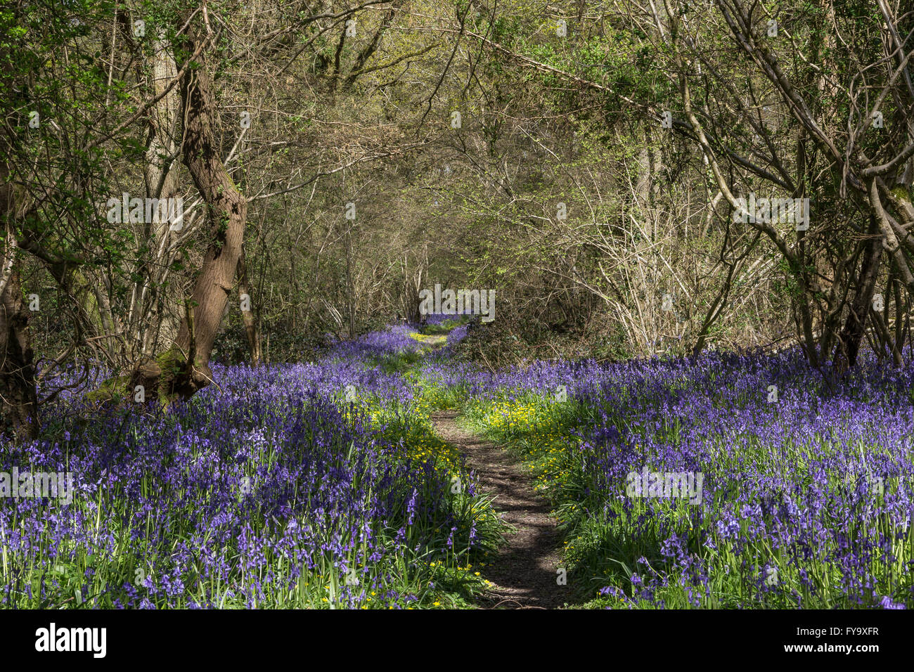 Sunlit path hi-res stock photography and images - Alamy