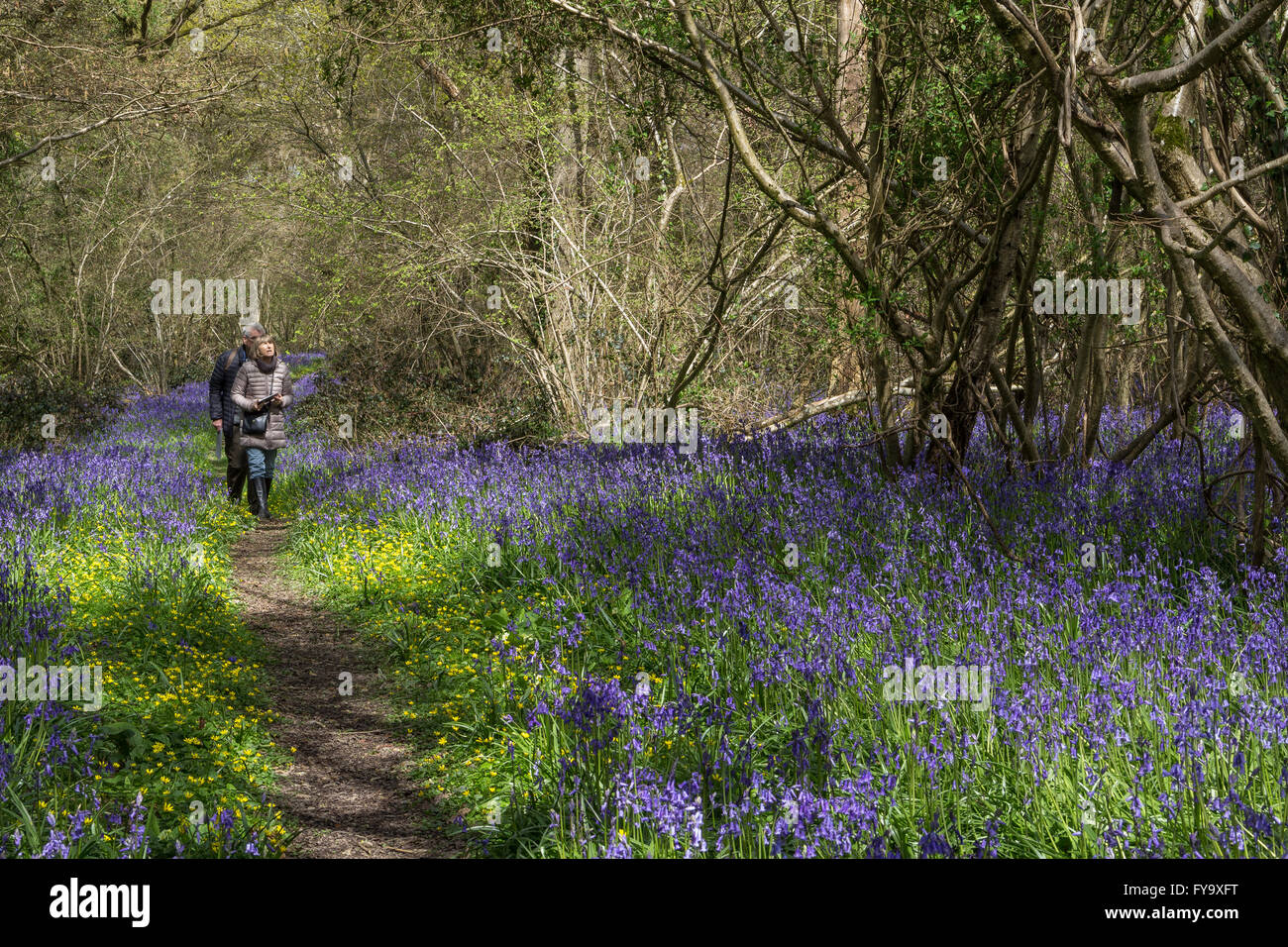 Path through Bluebell Wood with People Stock Photo