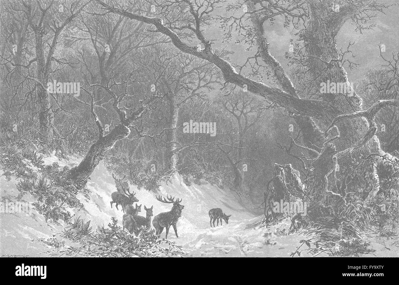 NORWAY: A Scandinavian Forest in Winter, antique print 1890 Stock Photo